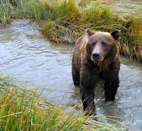 Alaskan Brown Bear in Stream Lake Clark National Park