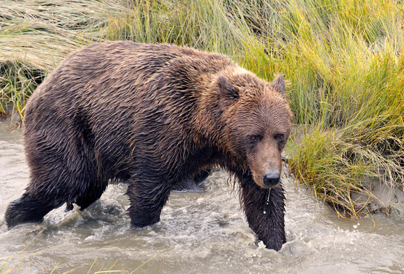 Alaskan Brown Bear in Clark National Park
