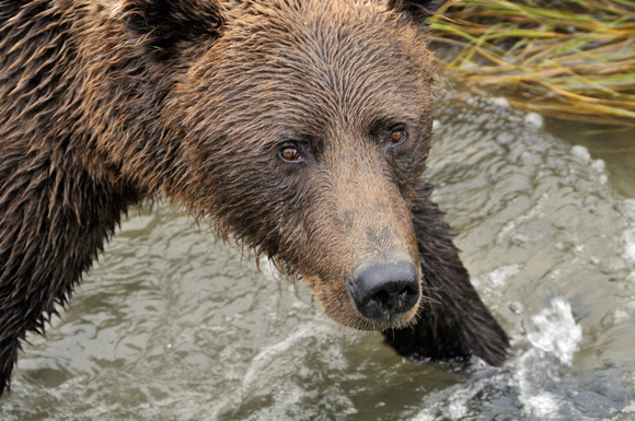 Closeup Grizzly Bear Clark National Park Alaska