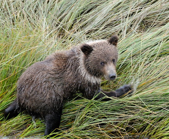 Grizzly Bear Cub Closeup