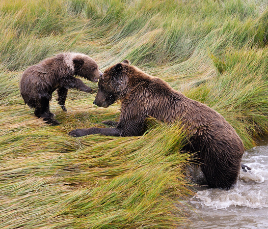 Cub Playing with Alaskan Brown Bear