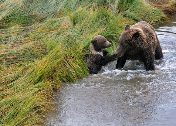 Alaskan Brown Bear With Cub