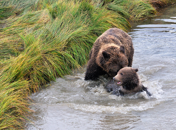 Alaskan Brown Bear Pushing Cub in Stream
