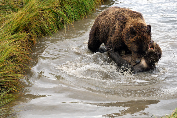 Alaskan Brown Bear With Unruly Cub