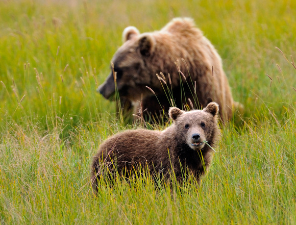 Alaskan Brown Bear Cub with Sow