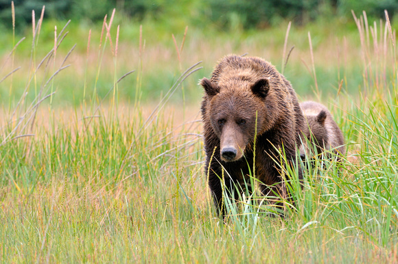 Alaskan Grizzly Bear with Cub in Tall Grass