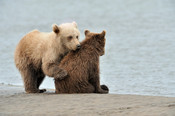 Grizzly Bear Cubs on Beach