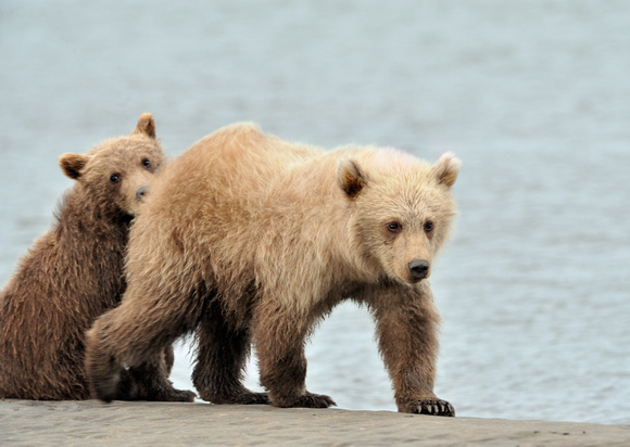 Grizzly Bear Cubs Alaska