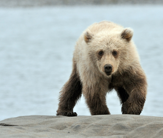 Coastal Alaskan Brown Bear Cub