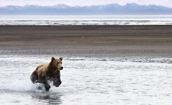 Alaskan Brown Bear Fishing for Salmon