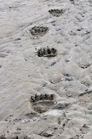Bear Tracks in the Sand