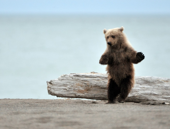 Alaskan Brown Bear Cub Standing  On Beach