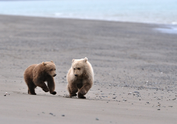Alaskan Brown Bear Cubs Running On Beach