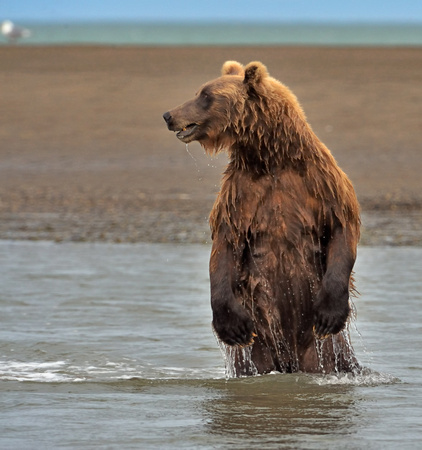Alaskan Brown Bear Standing While Salmon Fishing