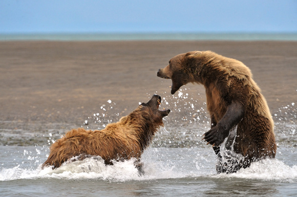 Alaskan Brown Bears Fighting Over Salmon Territory