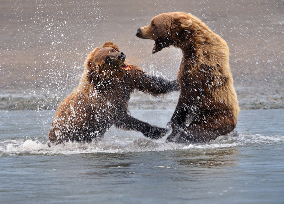 Alaskan Brown Bears Fighting in Salmon Stream