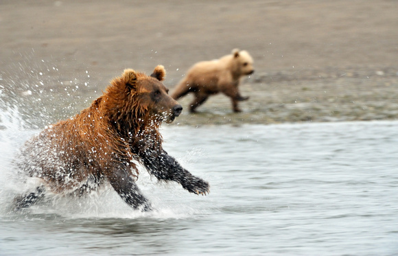 Lake Clark Bears
