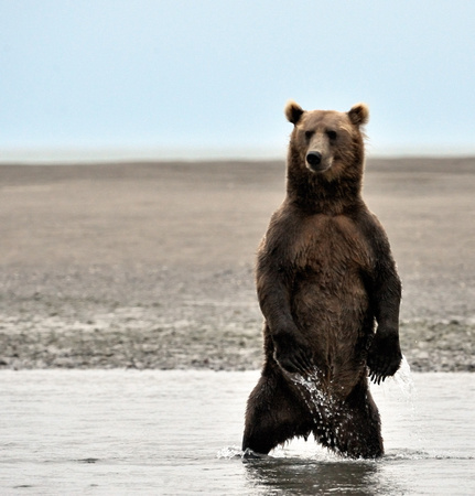 Alaskan Brown Bear Fishing for Salmon Lake Clark National Park A