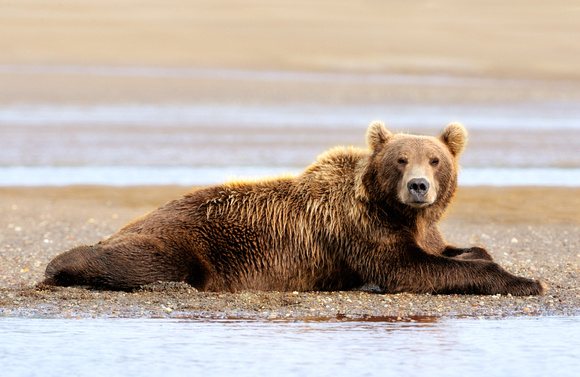 Sleepy Alaskan Coastal Brown Bear Grizzly