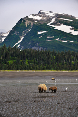 Alaskan Brown Bears Clamming Lake Clark National Park