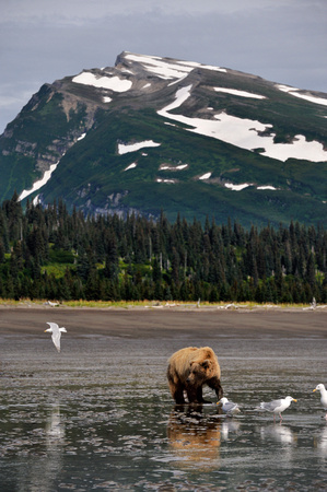 Alaskan Coastal Brown Bear Clamming