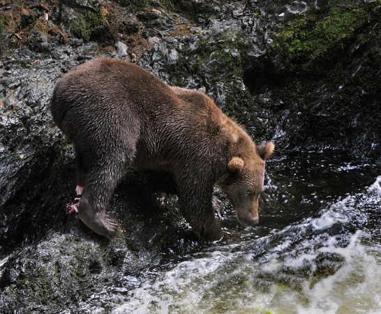 Kodiak Bear Afognak Island Alaska 2008