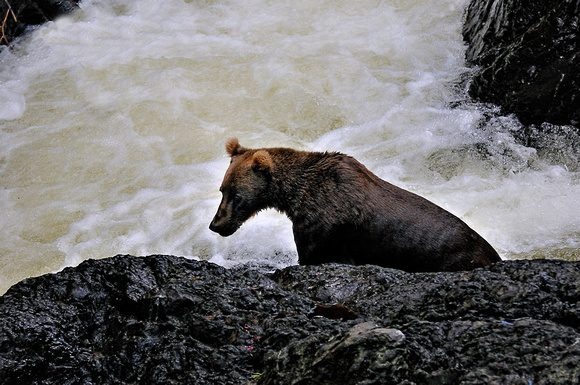 Aflognak Island Kodiak Bear