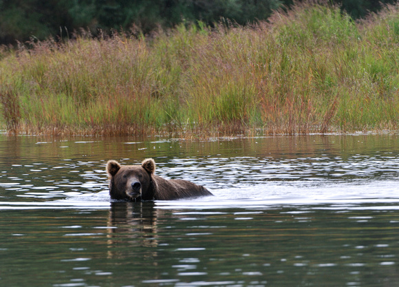 Brown Bear at Brooks Falls Katmai Alaska