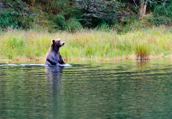 Alaskan Brown Bear Katmai  Alaska