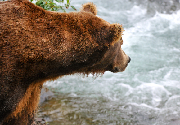 Brown Bear Fishing Brooks Falls Alaska