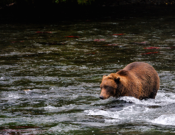 Brown Bear Fishing Brooks Falls Alaska