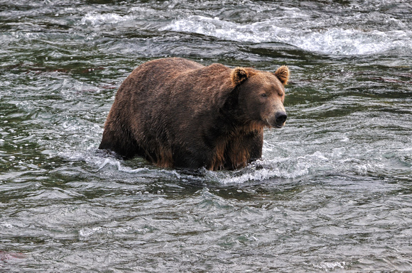 Brown Bear Brooks Falls Alaska