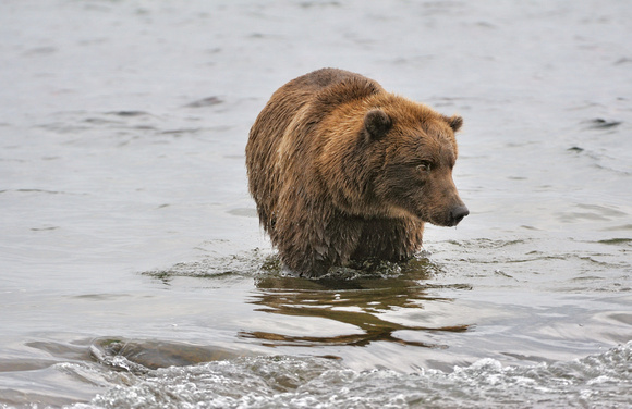 Brown Bear Brooks Falls Alaska