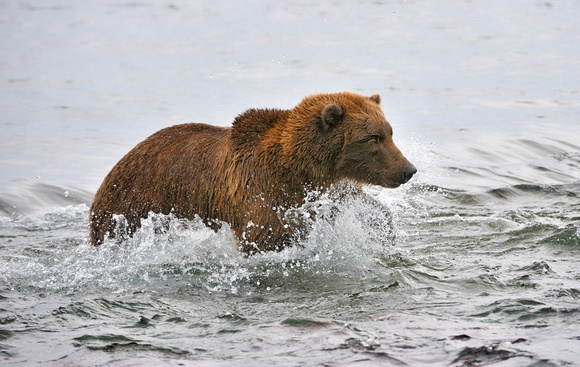 Brown Bear Brooks Falls Alaska Fishing