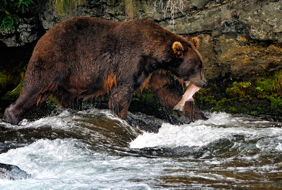 Brown Bear With Salmon Catch