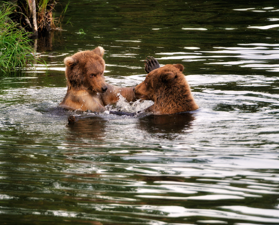 Cubs Playing in Water Brooks Lodge Katmai Alaska