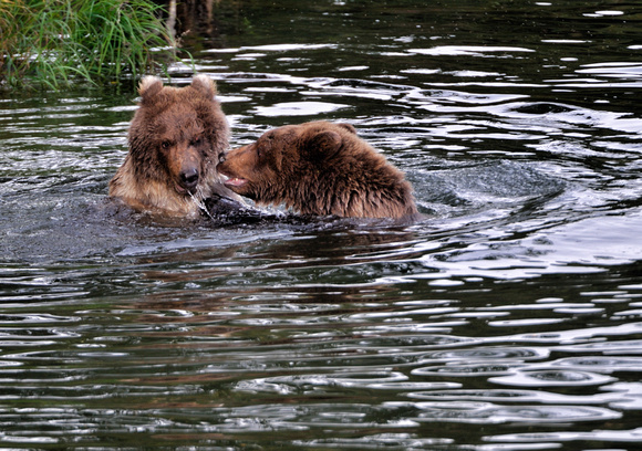 Brown Bear Cubs Brooks Lodge Alaska