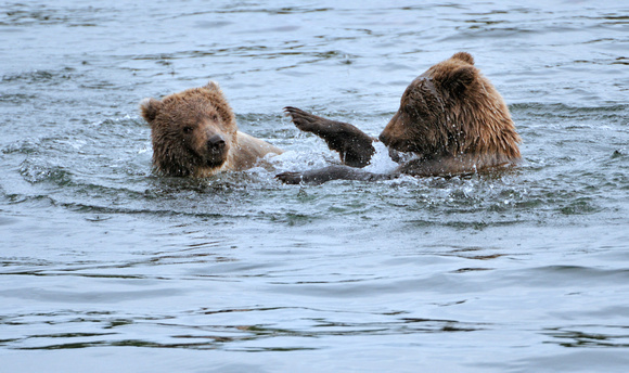 Brown Bear Cubs Brooks Lodge Alaska