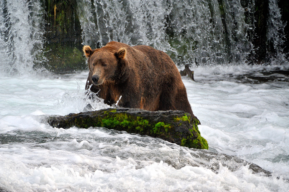 Brown Bear Brooks Falls Alaska Fishing