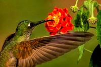 Buff-tailed Coronet Hummingbird