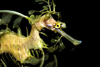 Sea Dragon, leafy sea dragon, Phycodurus eques