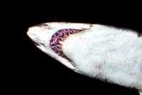 Shark View From Under