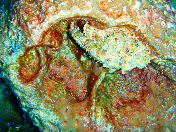 Camaflouge Fish on Coral