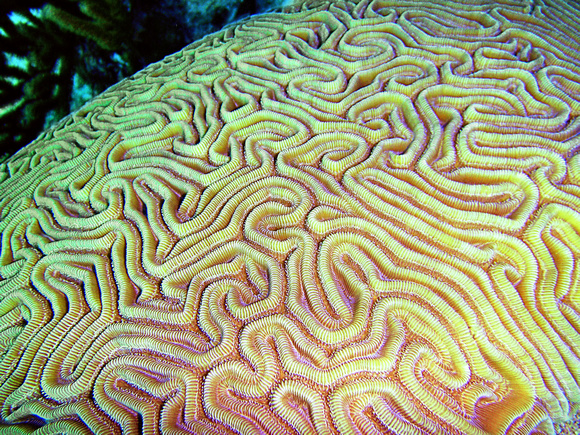Brain Coral Turks and Caicos