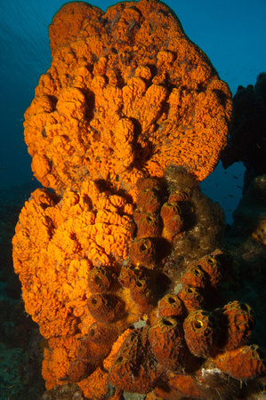 Underwater Bonaire Photos