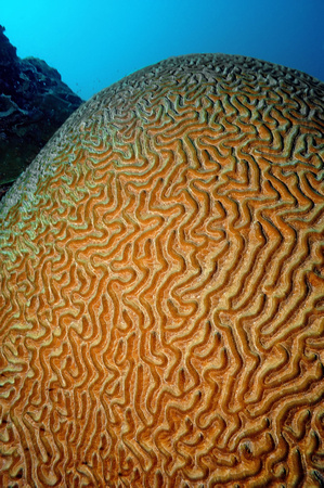 Underwater Bonaire Photos