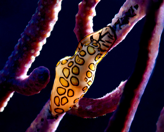 Turks and  Caicos Underwater Sea Life