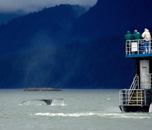 Whale Watching In Alaska