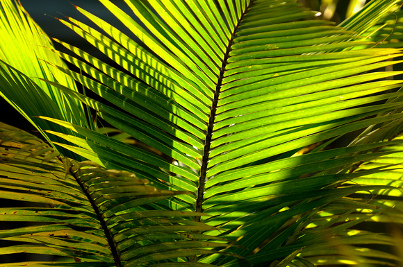 Palm Trees Mayreau Island