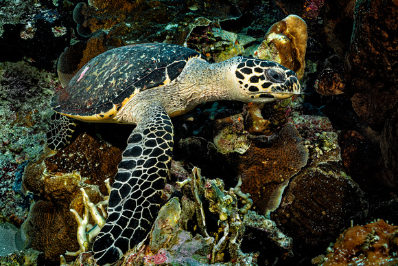 Hawks bill Sea Turtle